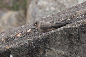 Felsenschwalbe | © Christoph Moning