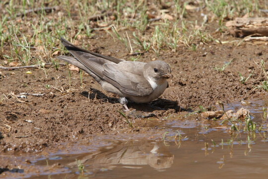Felsenschwalbe | © Christoph Moning