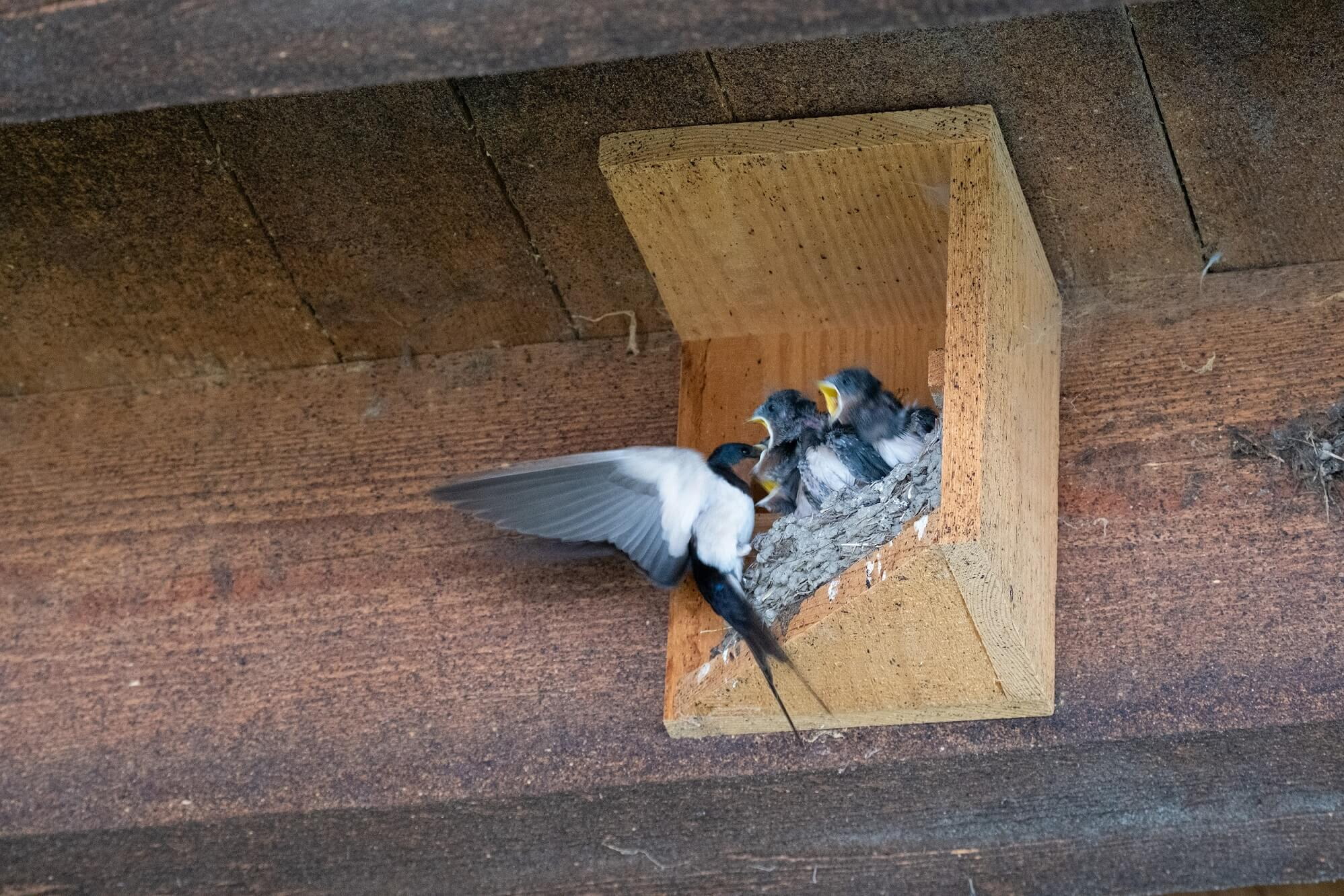 Schwalbenwinkel | © Detlef Fiebrandt