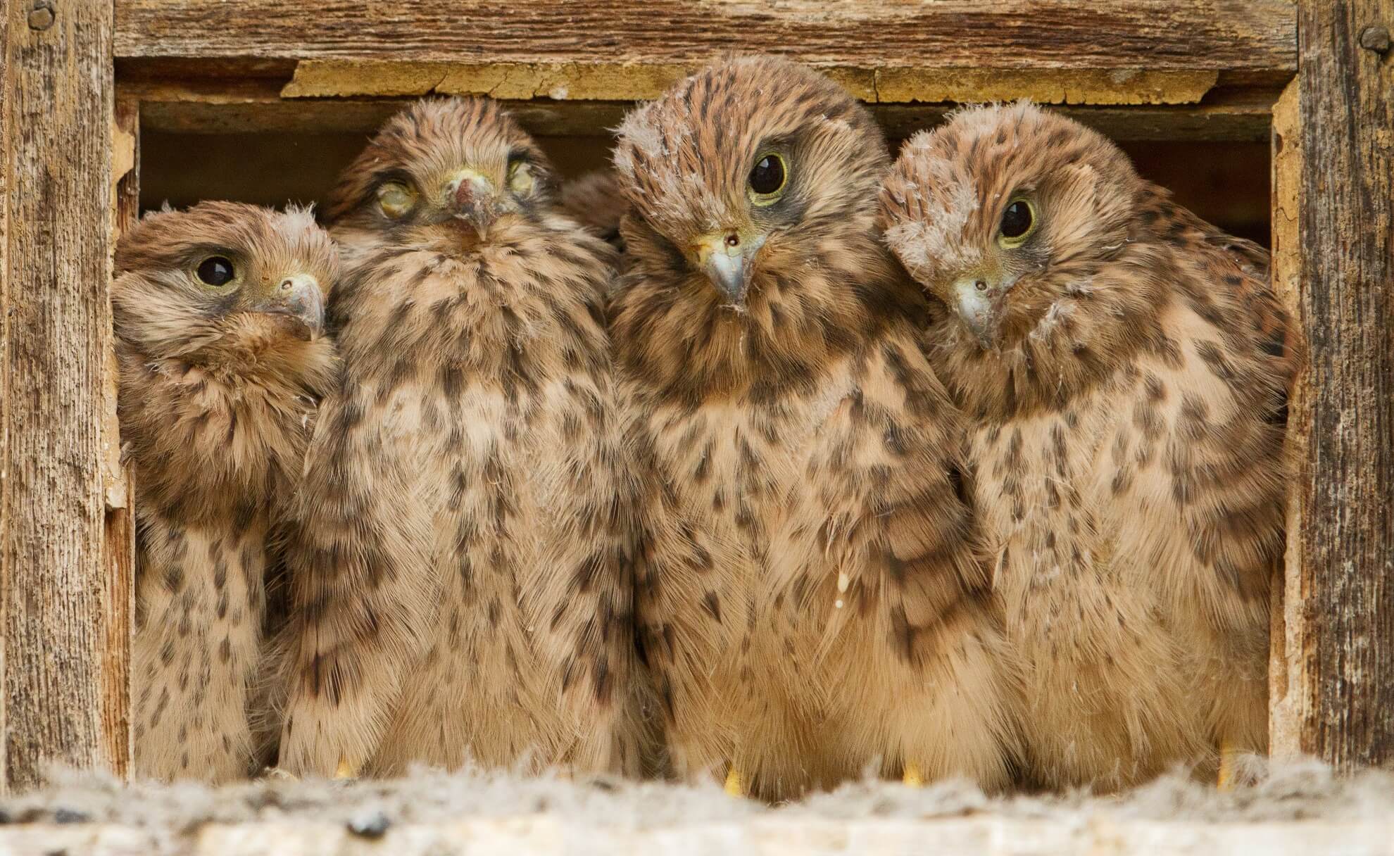 Turmfalken | © Markus Glaessel